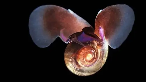 морская бабочка, улитка, limacina helicina