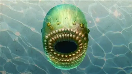 Только рот, без ануса: микроскопический организм может быть древнейшим предком человека