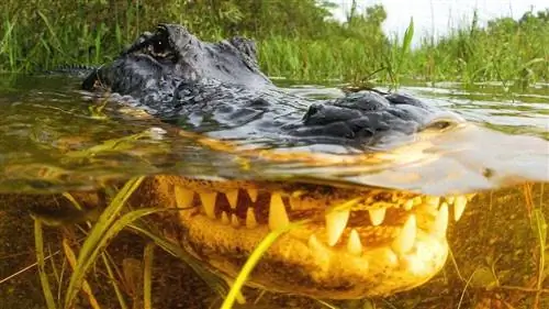 Аллигаторы вернулись на 6 миллионов лет дальше, чем предполагалось