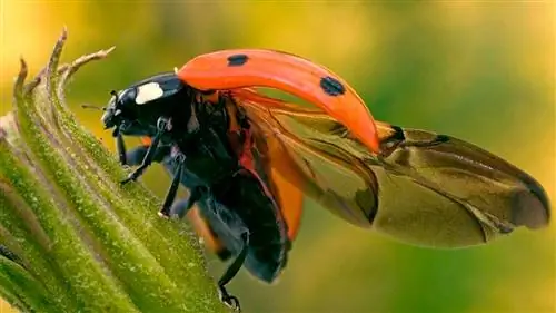 Как божья коровка складывает свои гигантские крылья
