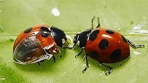 Полная ширина