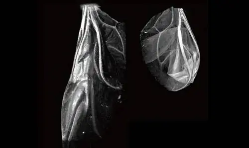 Полная ширина