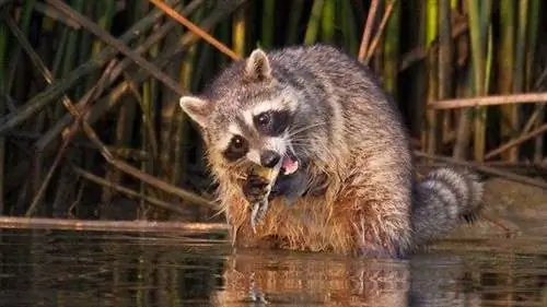 Полная ширина