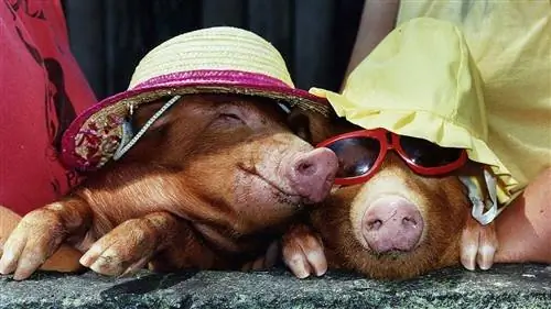 Могут ли животные обгореть на солнце?