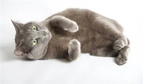 русская голубая кошка