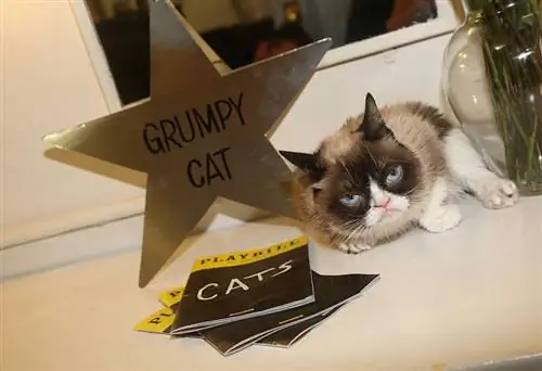 Сердитый кот