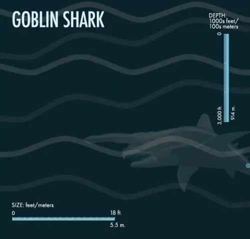 Акула-гоблин необычна во многих отношениях; одним из них является его розовый оттенок.