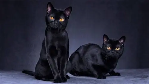Симпатичный кошачий домашний котенок.