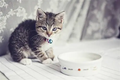 Можно ли кошкам пить молоко?