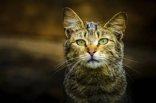Переносят ли дикие кошки болезни?