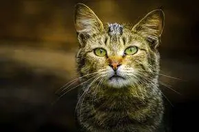 Дикая кошка на улице.
