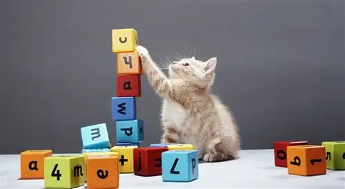 Умеют ли животные считать?