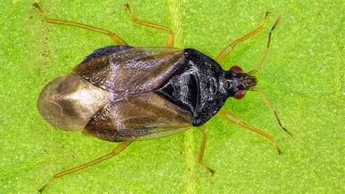 полезные насекомые