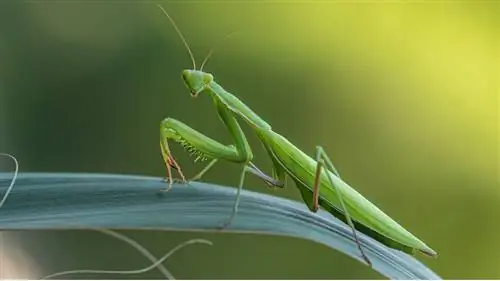 полезные насекомые