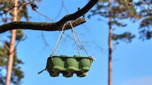 Кормушка для птиц, сделанная в домашних условиях из коробки для яиц, висящей на ветке дерева