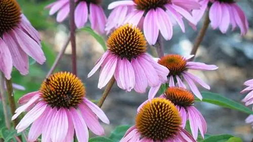 Лекарственный сад