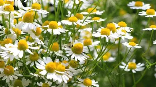 Лекарственный сад