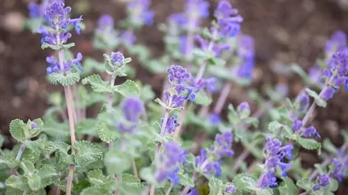 Лекарственный сад