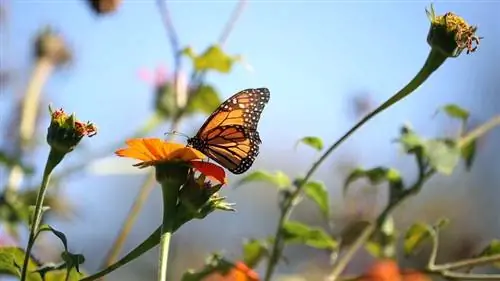 Общественный сад