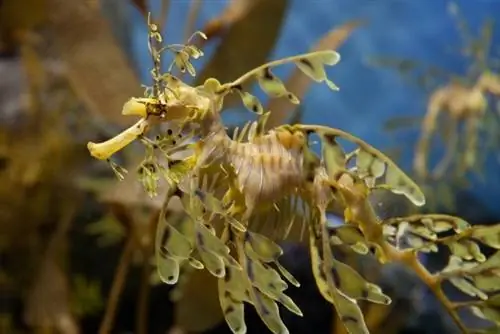 Сорные и лиственные морские драконы
