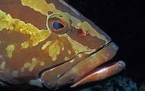 Нассау морской окунь