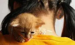 Котенок сидит на плече у маленькой девочки.