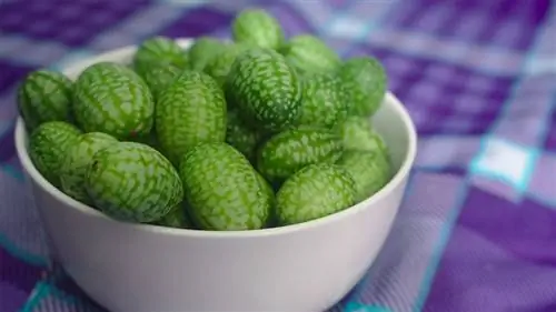 Кукамелон