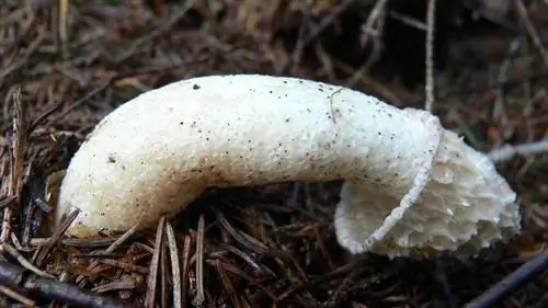 phallus impudicus или вонючий гриб phallus impudicus или вонючий гриб