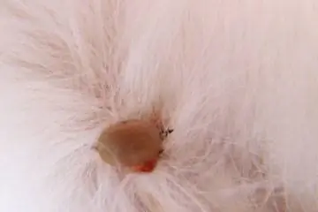 Домашние средства от клещей у кошек