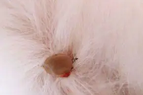 клещ на кошачьей шерсти