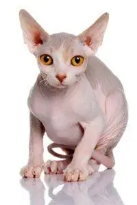 бесшерстный котенок канадского сфинкса
