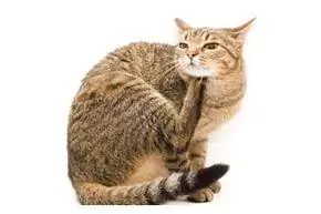 кот чешет подбородок