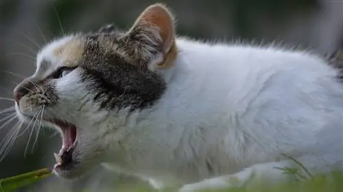кошачий кашель