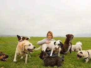 Женщина с несколькими собаками в поле. Женщина с несколькими собаками в поле.
