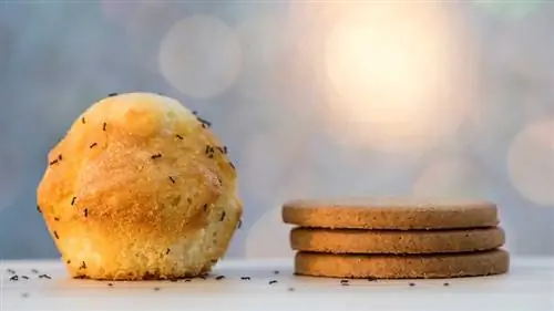 Сахарные муравьи