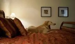 Гостиничная собака