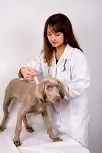 вакцинация собаки