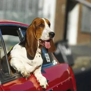 Должен ли я позволять собаке высовывать голову из окна?