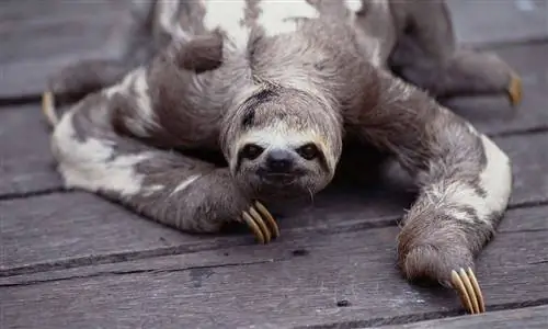 Почему ленивцы такие медленные?