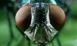 Насекомые: 5 вещей, на которые должны обратить внимание арендаторы