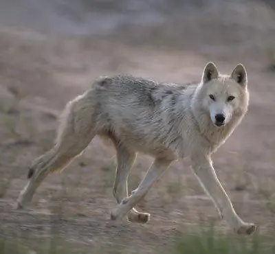 тундровый волк