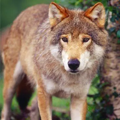 Волк у дерева