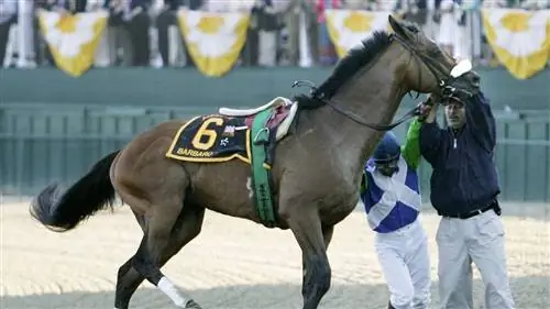 Нужно ли расстреливать лошадей со сломанными ногами?