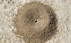 муравейник