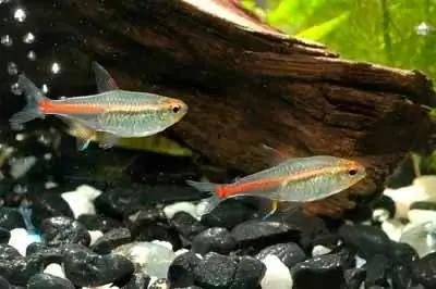 Светящаяся тетра