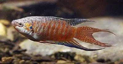 Райская рыба