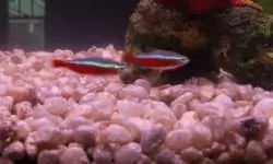 Фотографии аквариумных рыбок