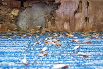 Защита от термитов