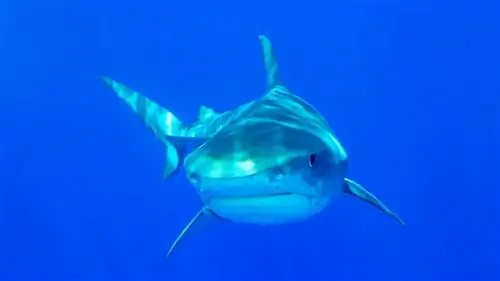 Тигровая акула