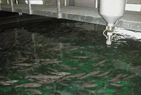 Крытые рыбные фермы